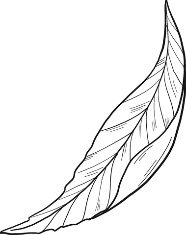 Peach Leaf Coloring Page